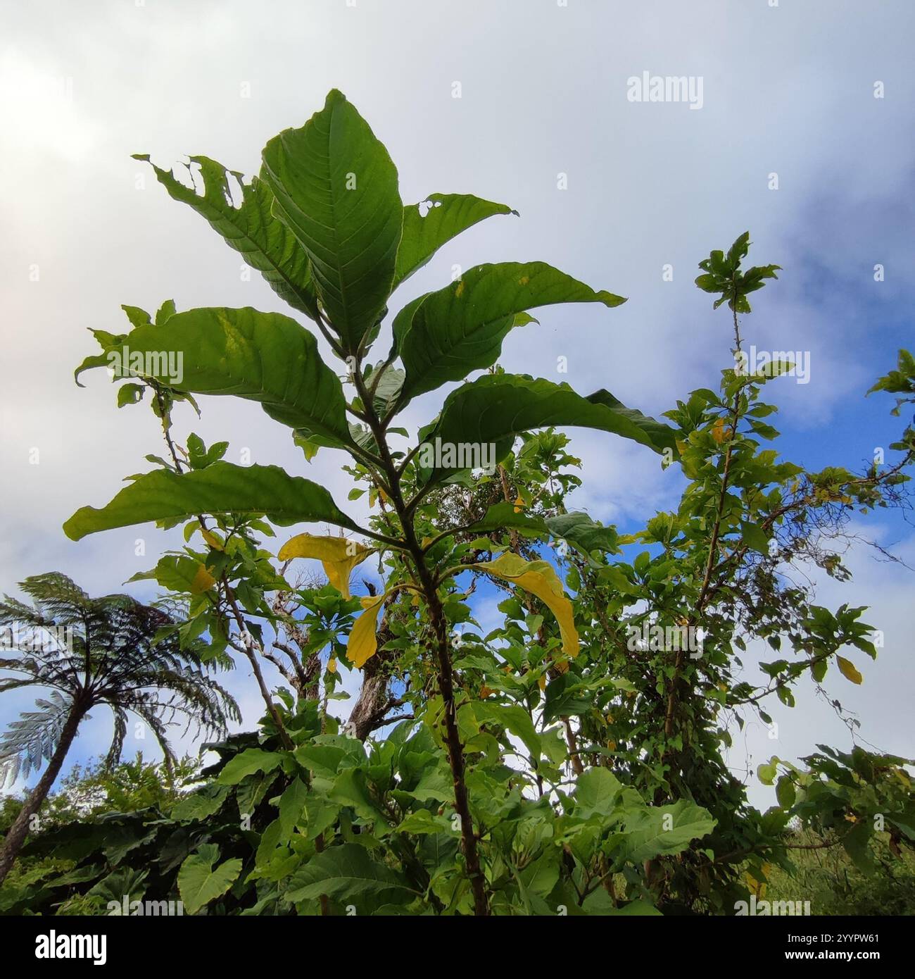 flowering plants (Angiospermae Stock Photo - Alamy