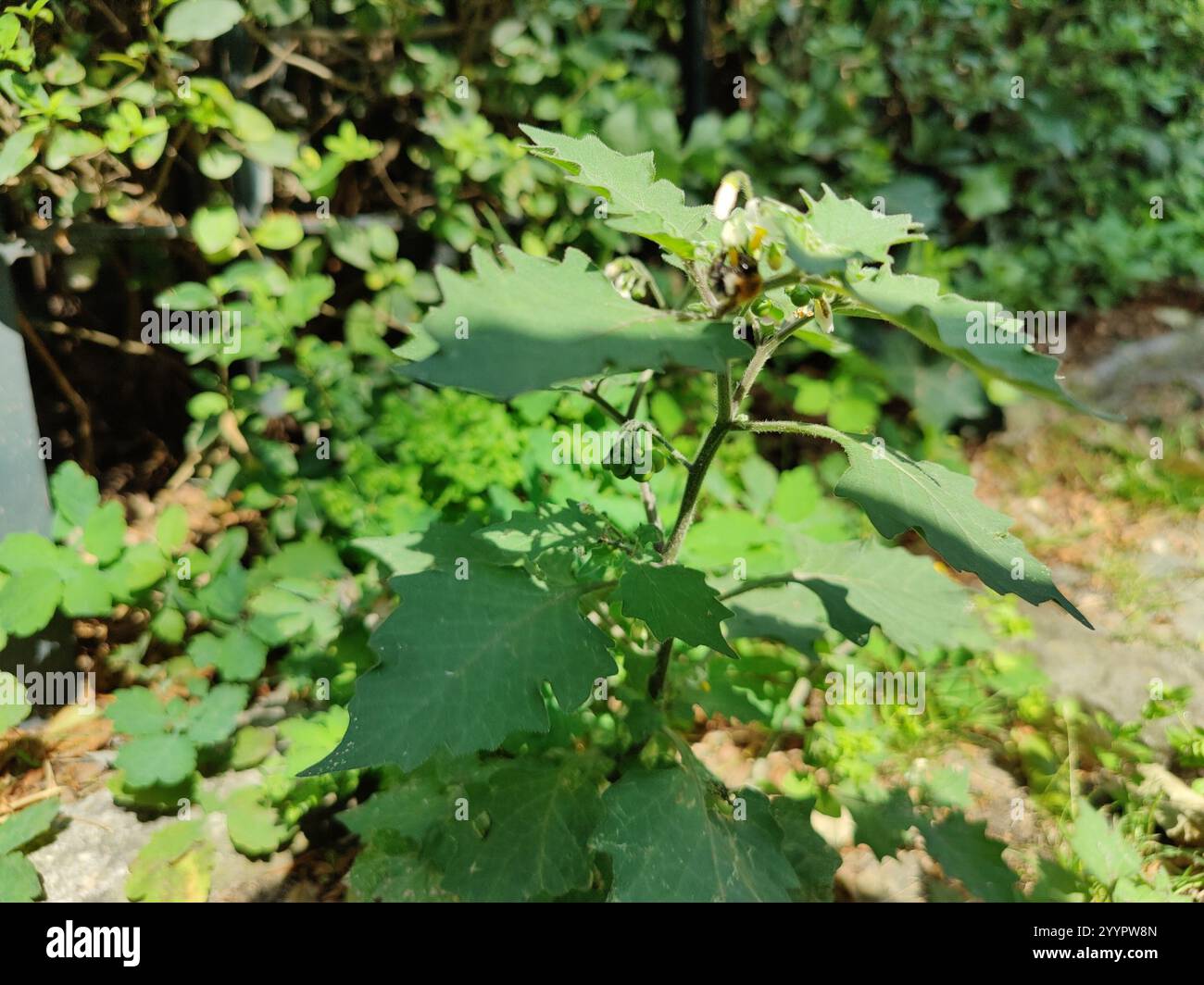 black nightshade (Solanum nigrum Stock Photo - Alamy