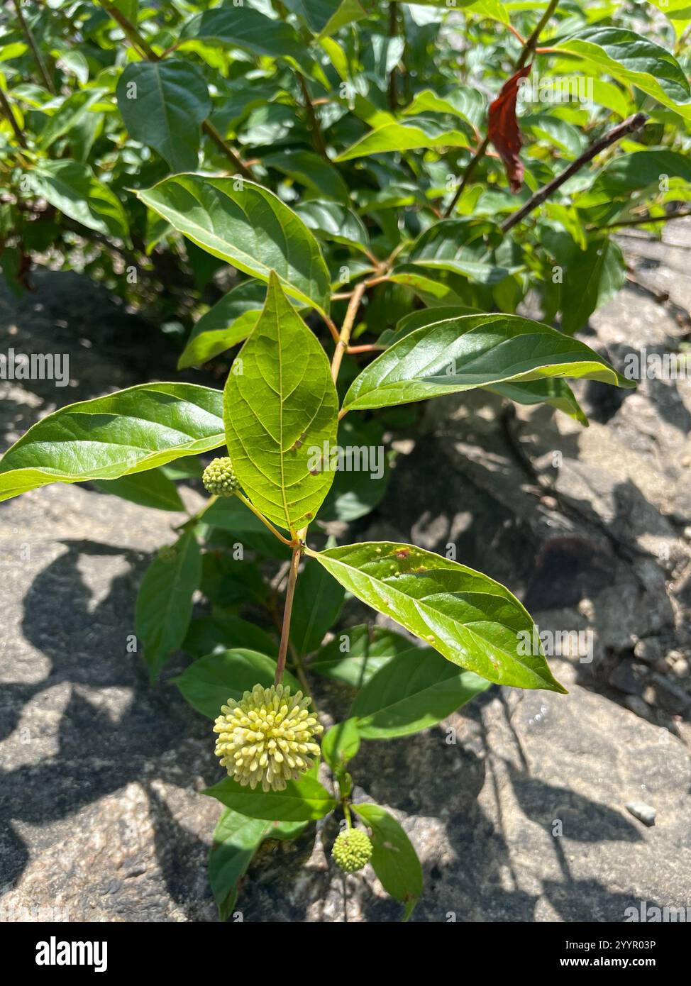 buttonbush (Cephalanthus occidentalis Stock Photo - Alamy