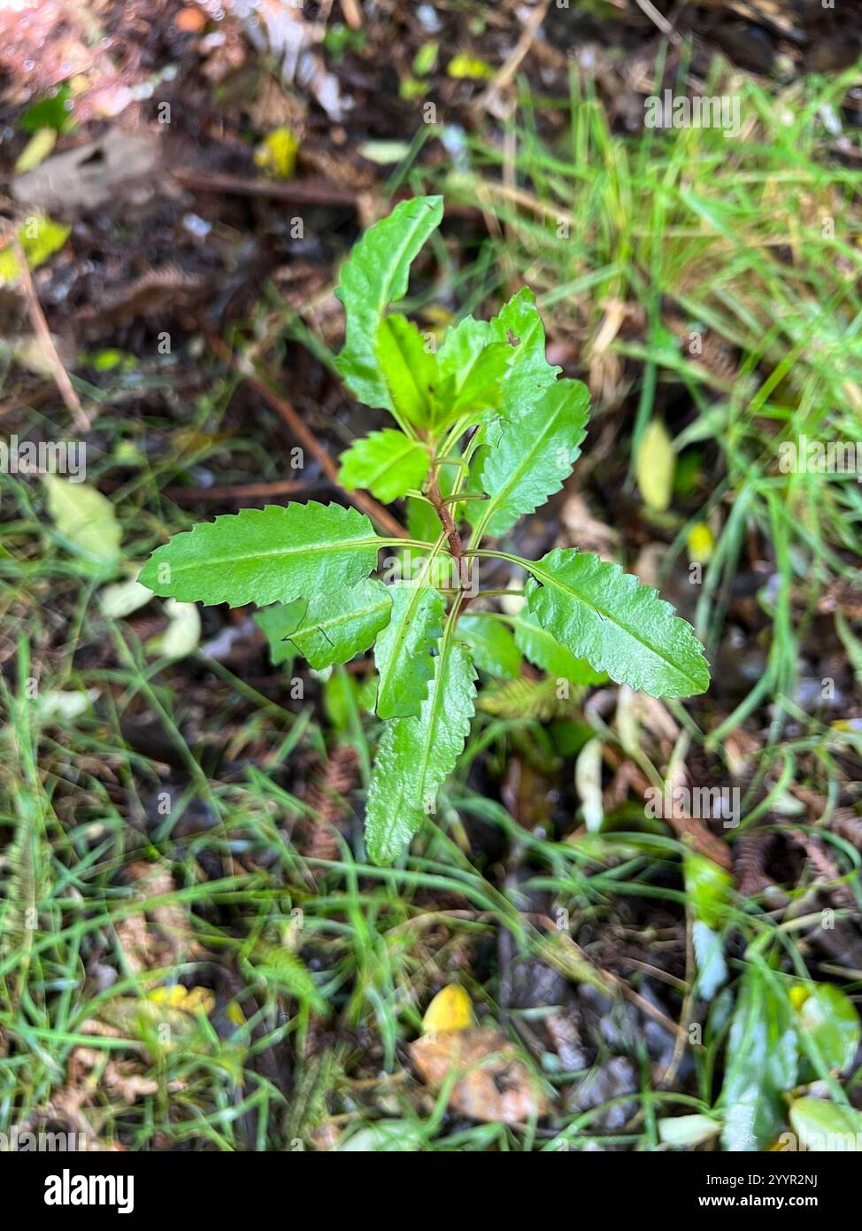 Haloragis erecta hi-res stock photography and images - Alamy