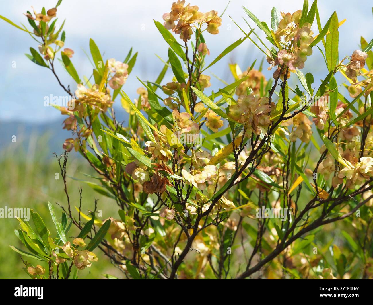 Akeake (Dodonaea viscosa Stock Photo - Alamy