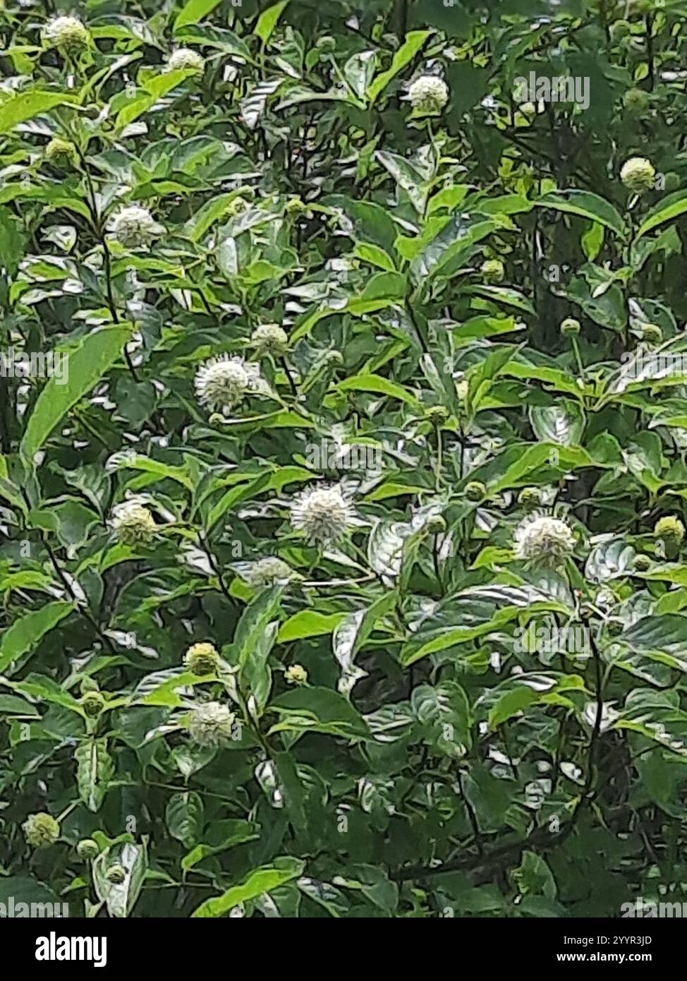 buttonbush (Cephalanthus occidentalis Stock Photo - Alamy