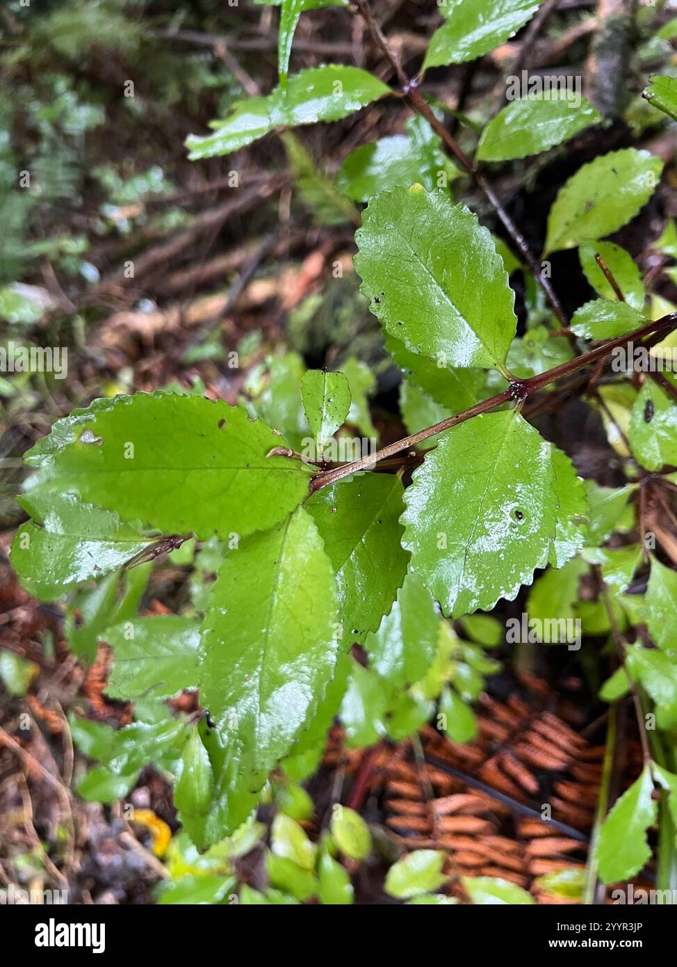 Laurelia novae zelandiae hi-res stock photography and images - Alamy