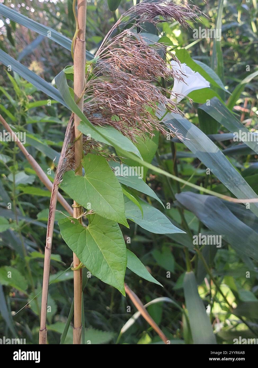 common reed (Phragmites australis Stock Photo - Alamy