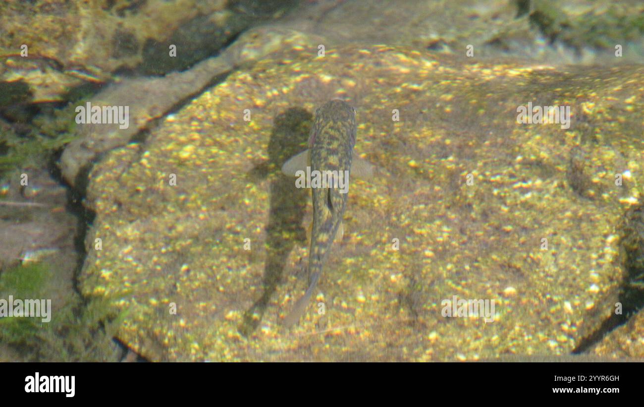 Ray-finned Fishes (Actinopterygii Stock Photo - Alamy