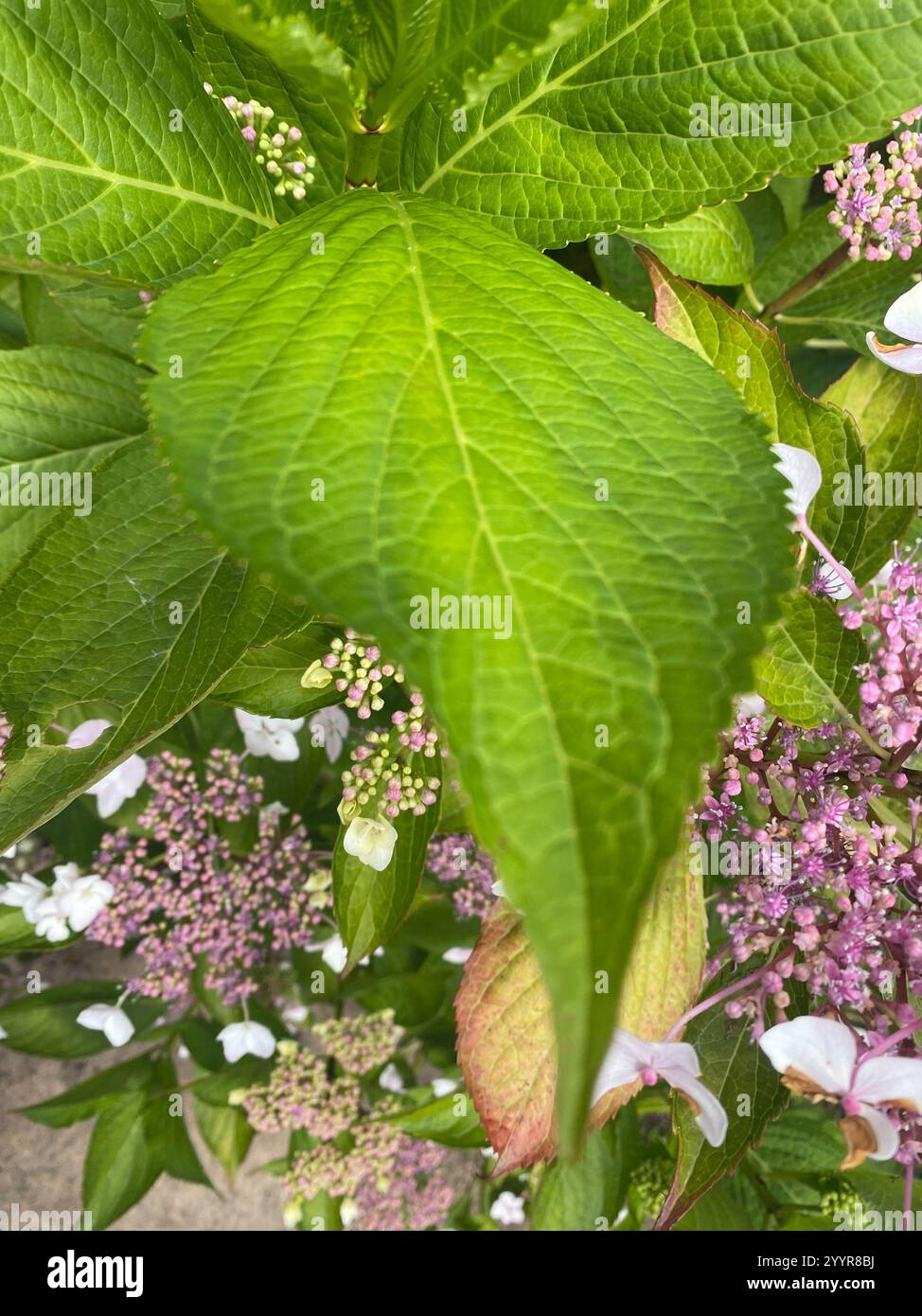 rough-leaved-hydrangea-hydrangea-aspera-stock-photo-alamy