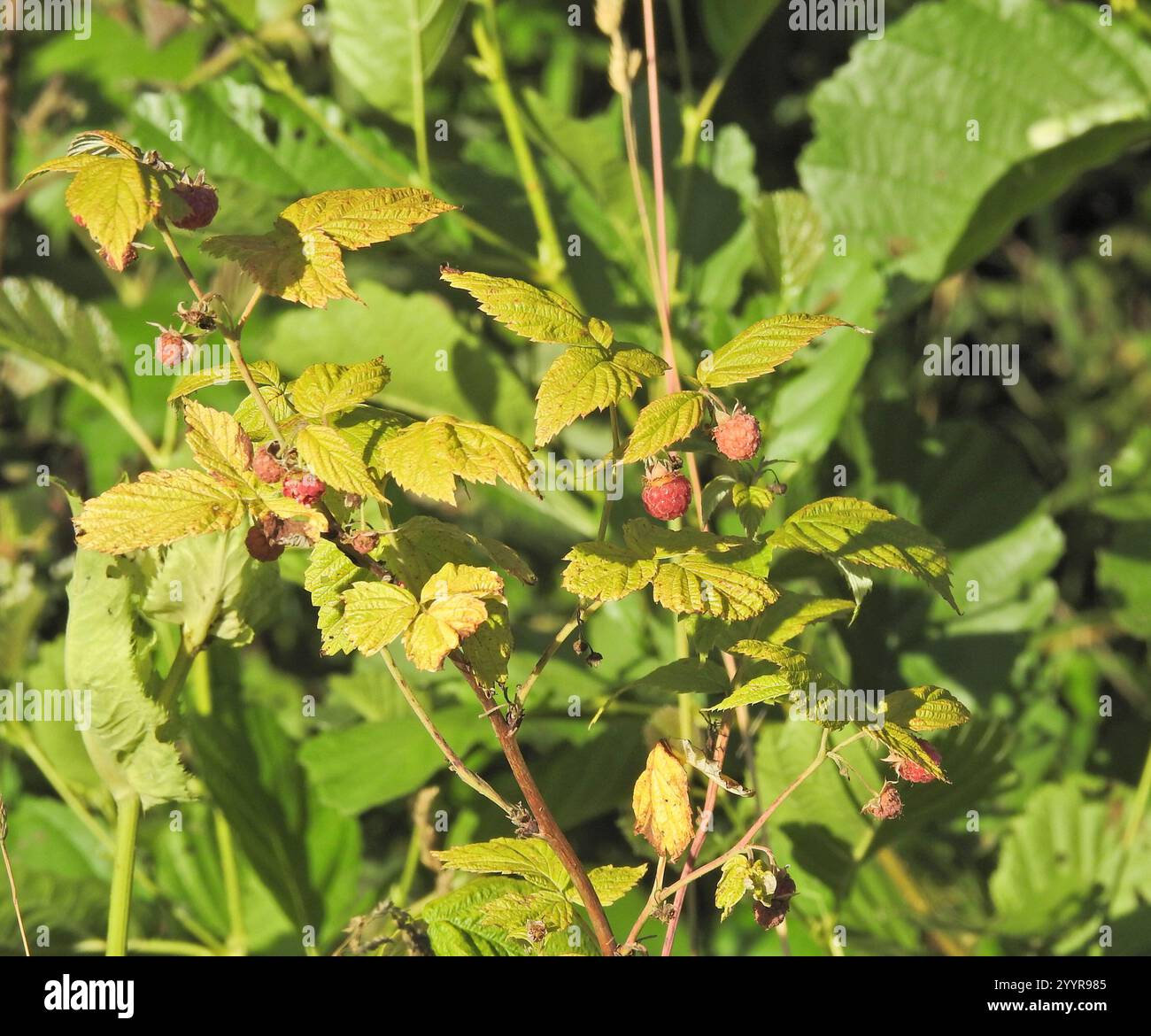 Idaeus Raspberry red raspberry (Rubus idaeus Stock Photo - Alamy