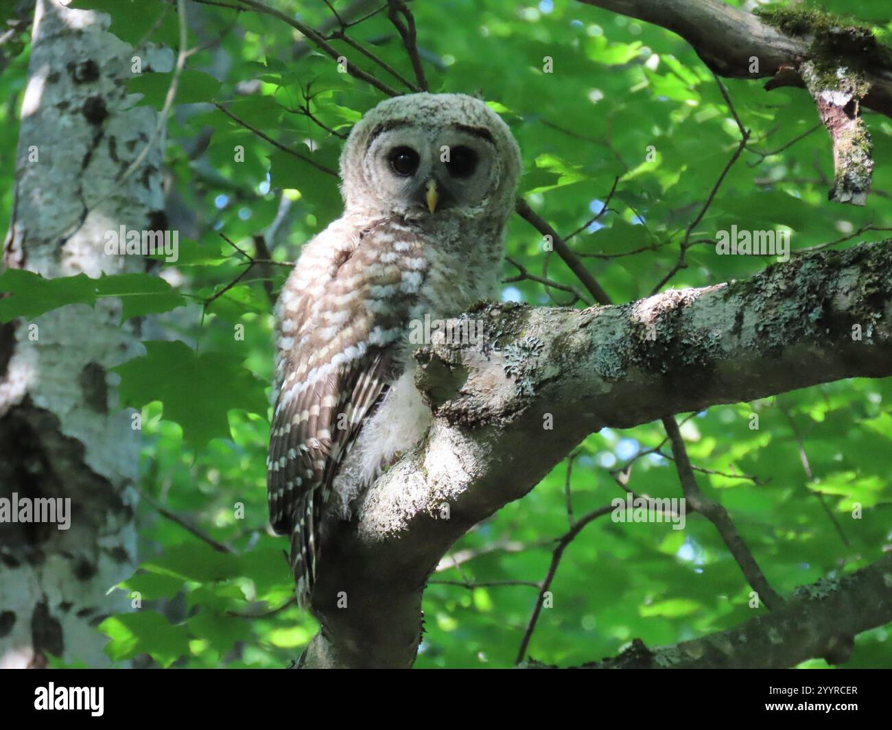 Strix Vari Barred Owl (Strix varia Stock Photo - Alamy