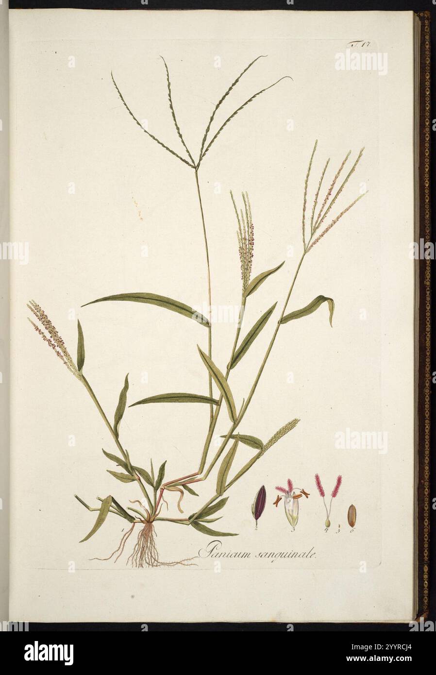 Digitaria sanguinalis illustration (01 Stock Photo - Alamy