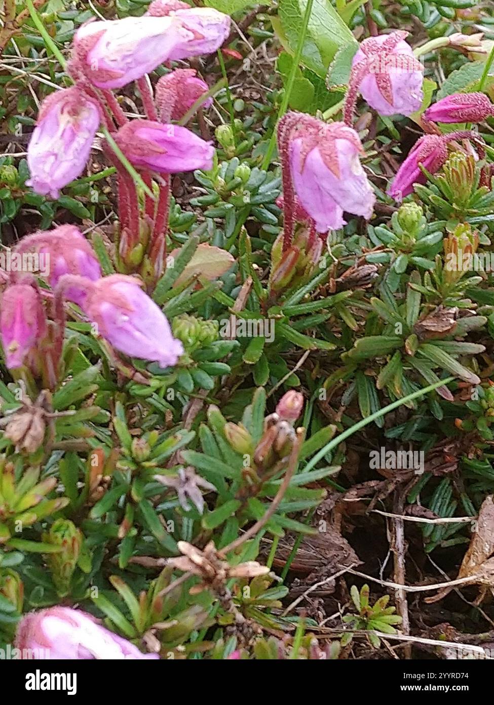 Blue Mountain-heath (Phyllodoce caerulea Stock Photo - Alamy