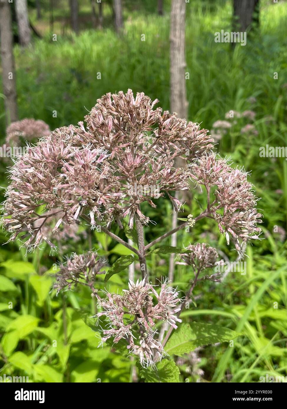 Coastal plain joe pye weed hi-res stock photography and images - Alamy