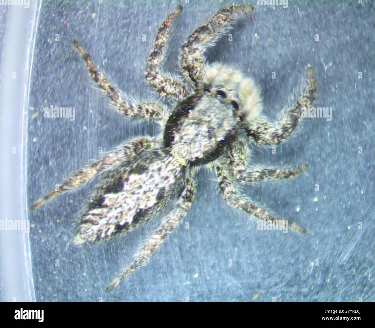 California Flattened Jumping Spider Facts You Need To Know - 5l4r09j