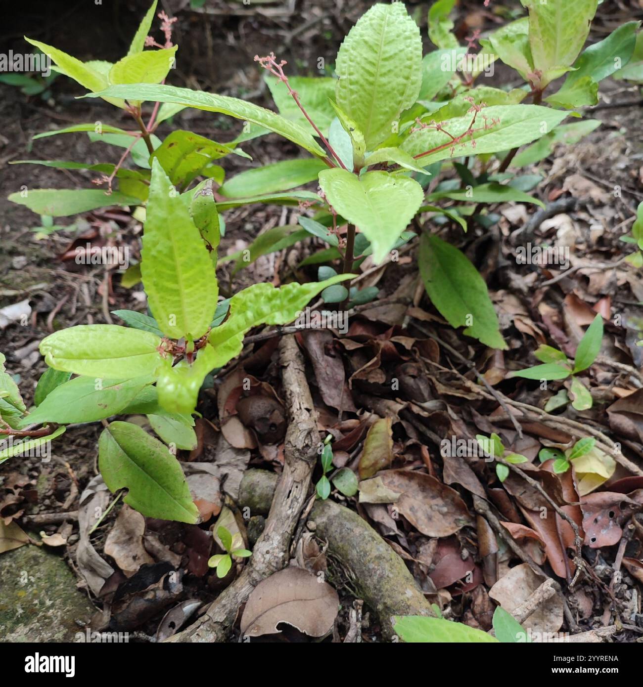 cliffside clearweed (Pilea semidentata) Stock Photo