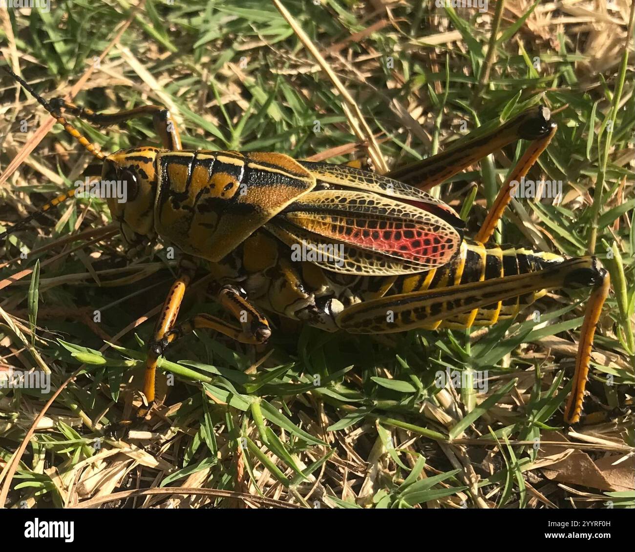 Eastern Lubber Grasshopper (Romalea microptera Stock Photo - Alamy