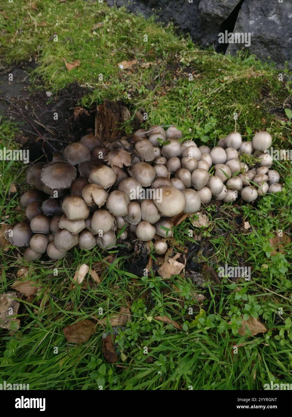 Common Ink Cap (Coprinopsis atramentaria Stock Photo - Alamy
