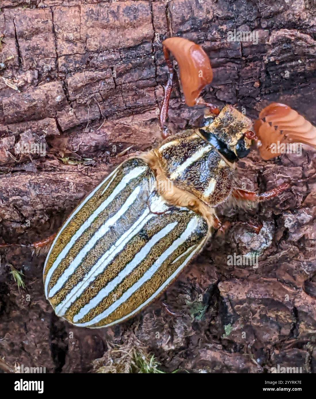 Long-haired June Beetle (Polyphylla crinita Stock Photo - Alamy