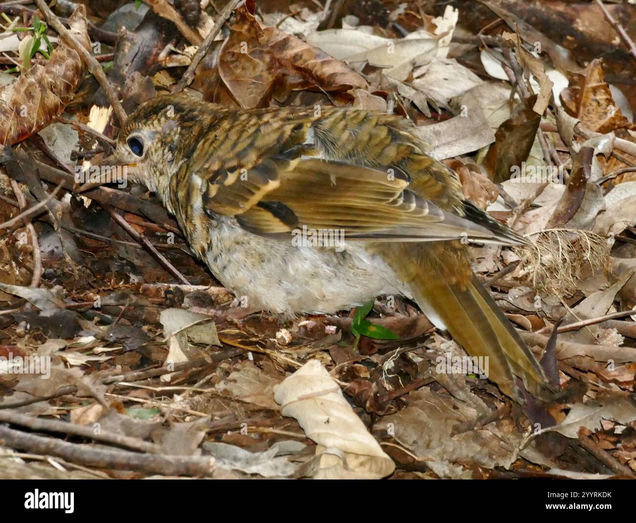 russet-tailed-thrush-hi-res-stock-photography-and-images-alamy