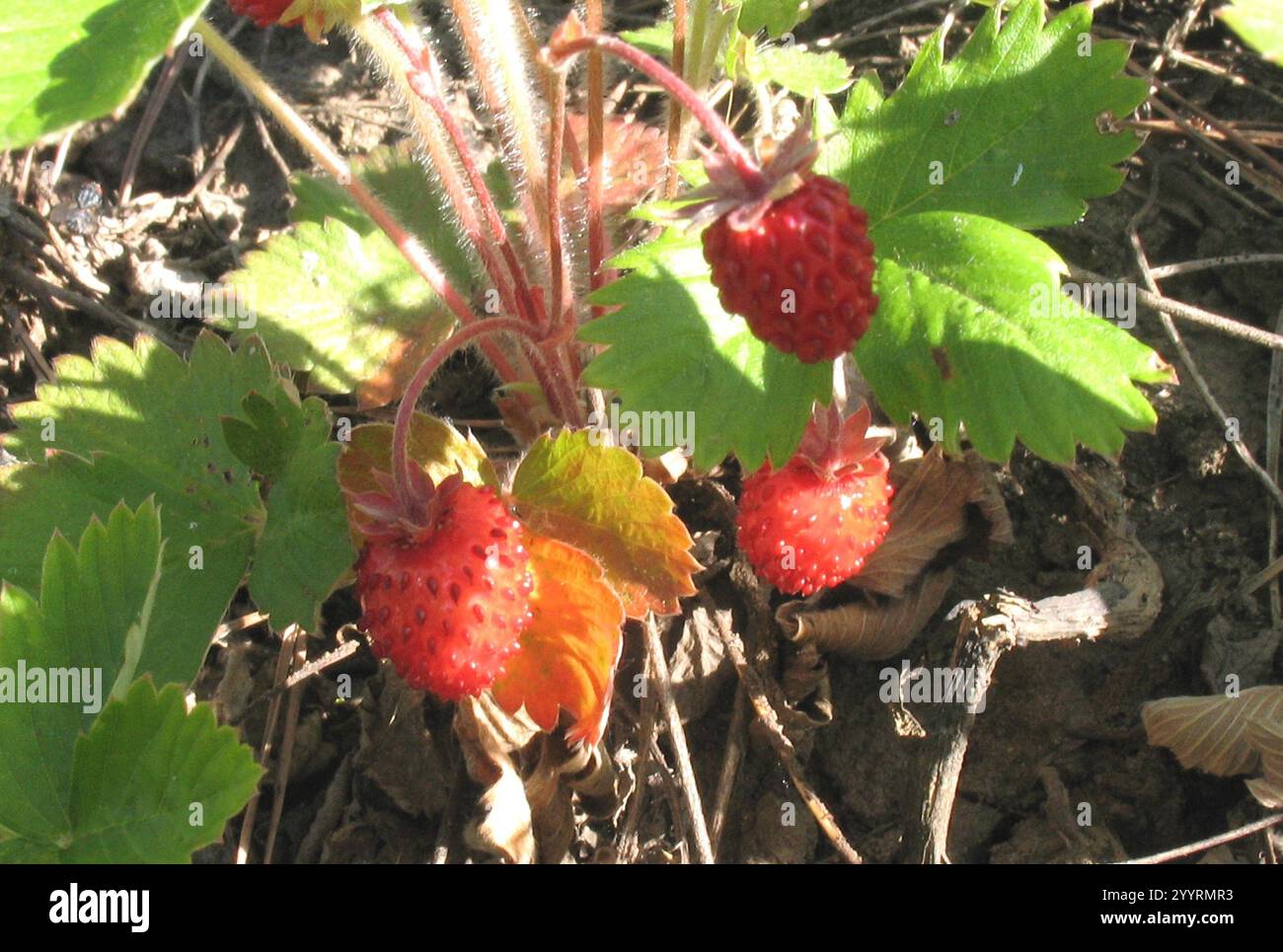 woodland strawberry (Fragaria vesca Stock Photo - Alamy