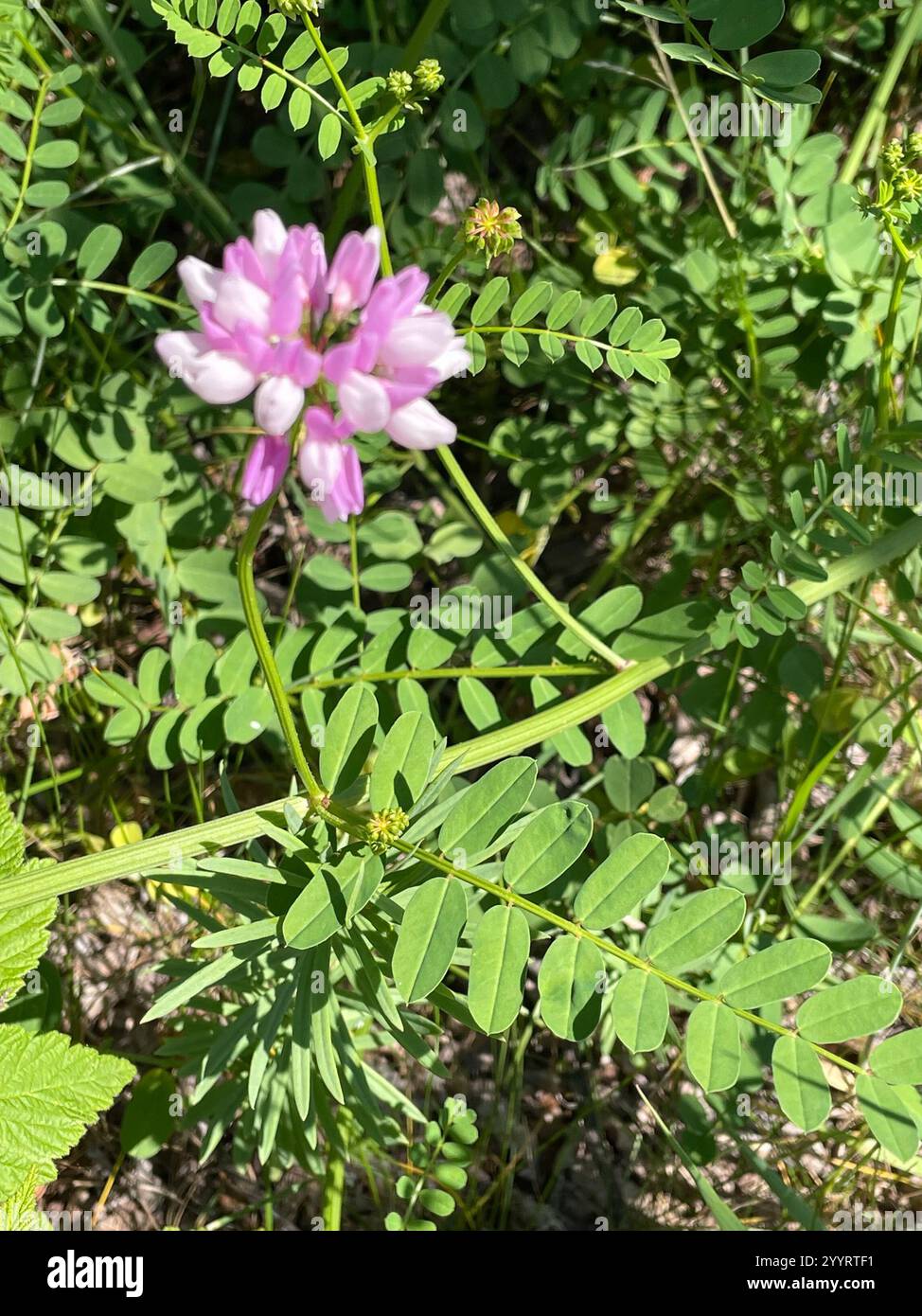 purple crownvetch (Securigera varia Stock Photo - Alamy