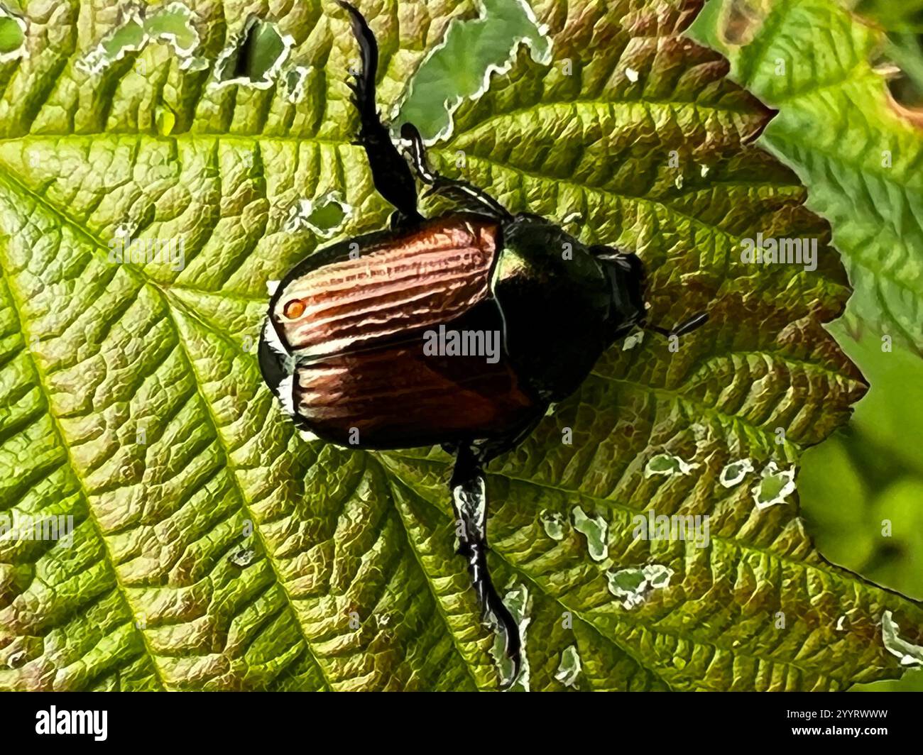 Japanese Beetle (Popillia japonica Stock Photo - Alamy