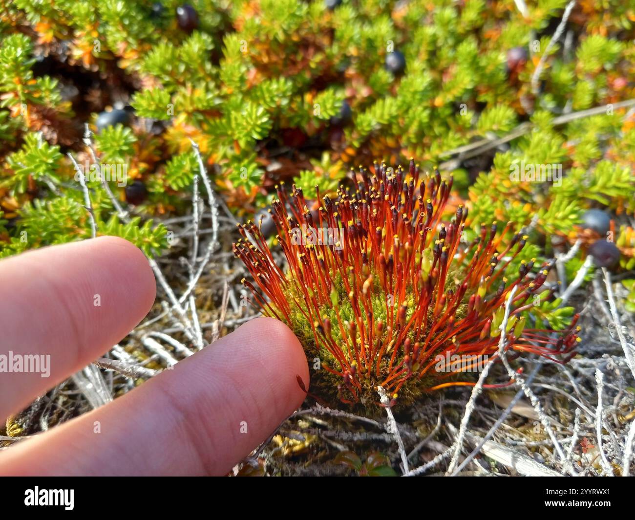 Slender Cruet-moss (Tetraplodon mnioides Stock Photo - Alamy