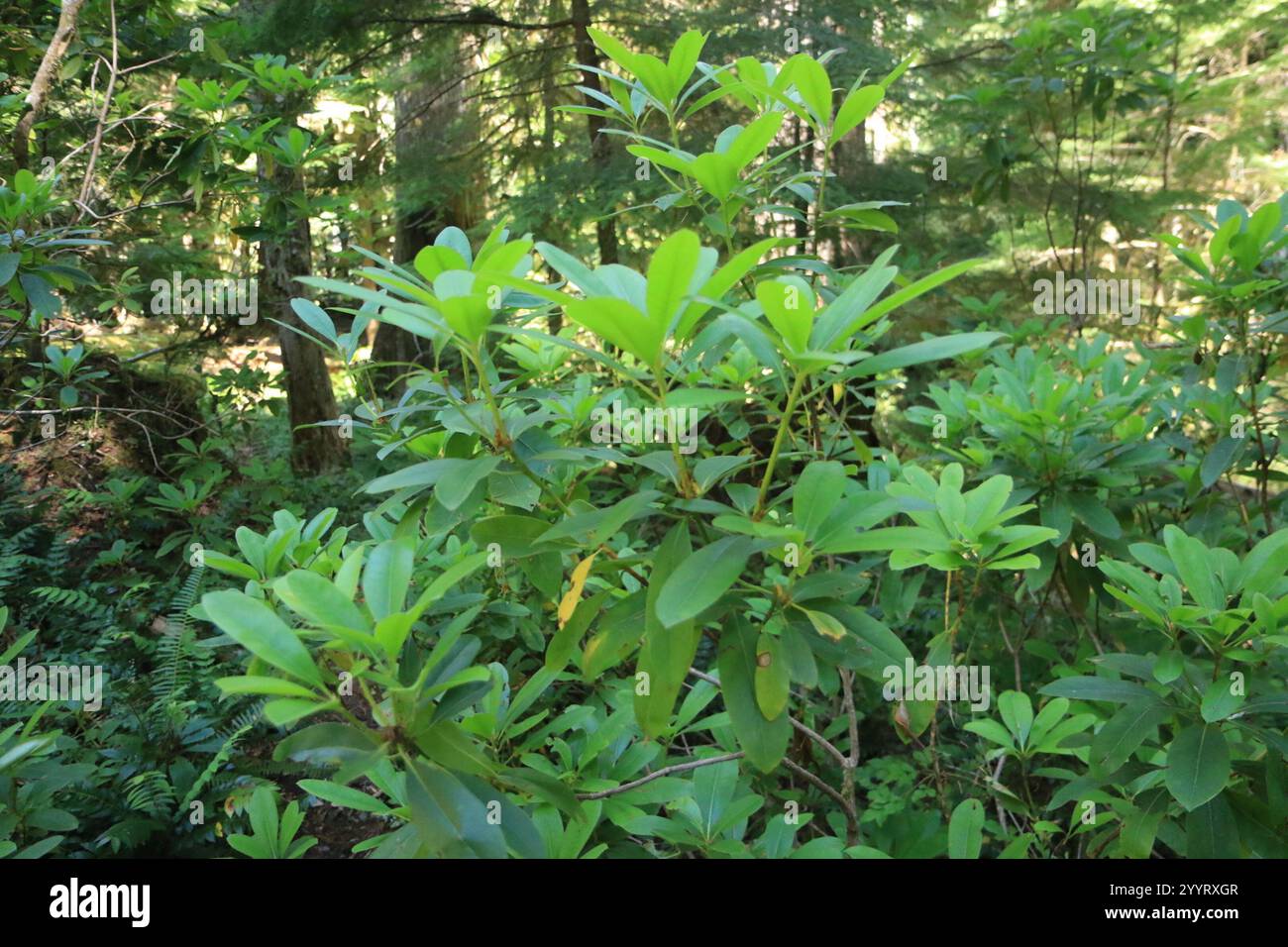 Pacific rhododendron (Rhododendron macrophyllum Stock Photo - Alamy