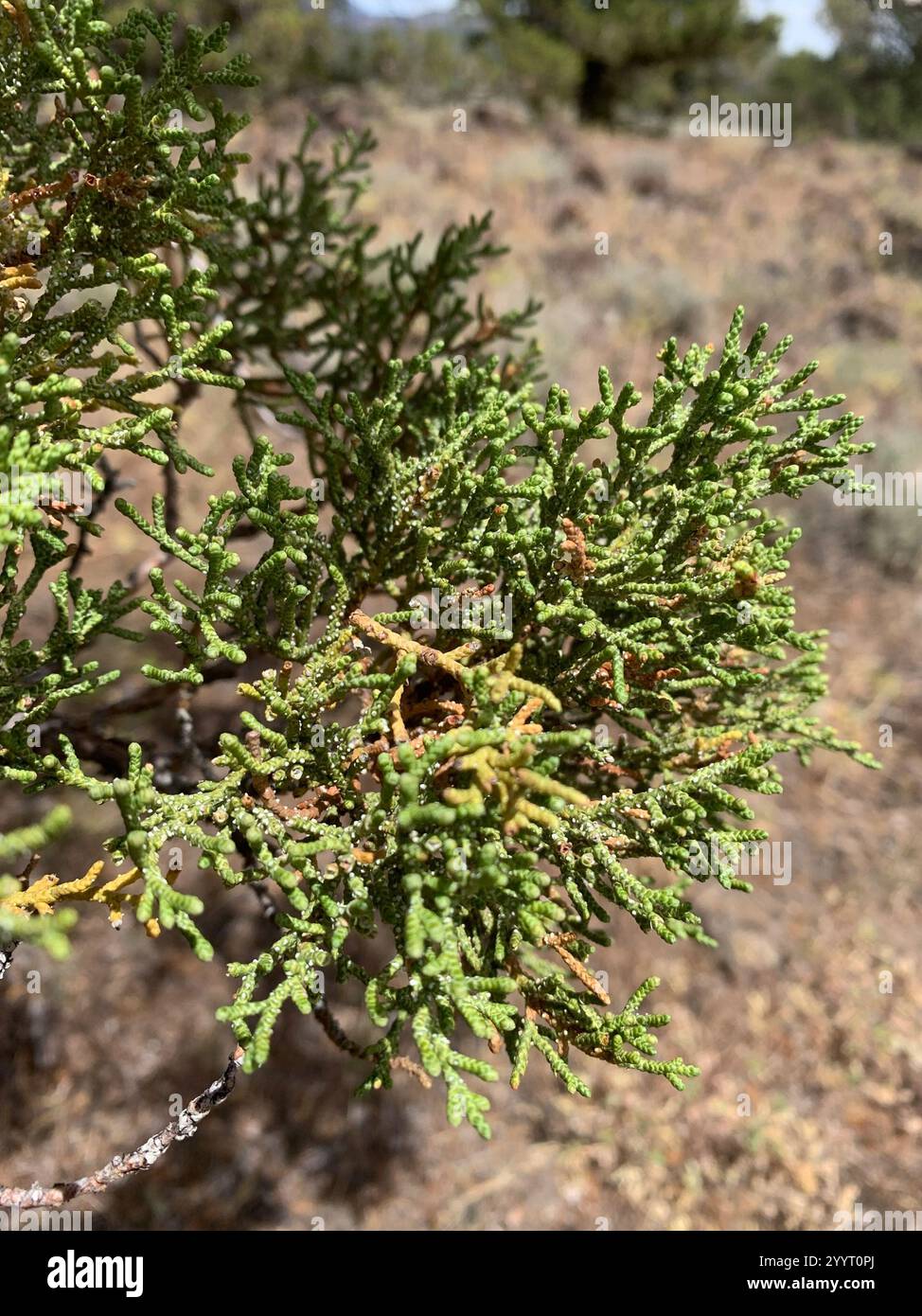 western juniper (Juniperus occidentalis Stock Photo - Alamy