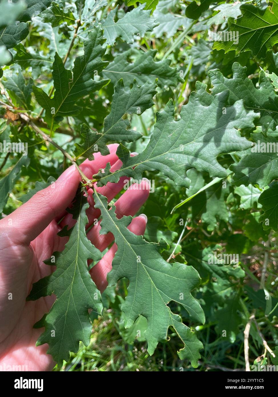 English oak (Quercus robur Stock Photo - Alamy