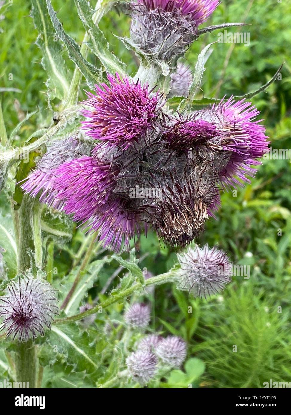 Edible Thistle Cirsium Edule Stock Photo Alamy edible-thistle-cirsium-edule-stock-photo-alamy