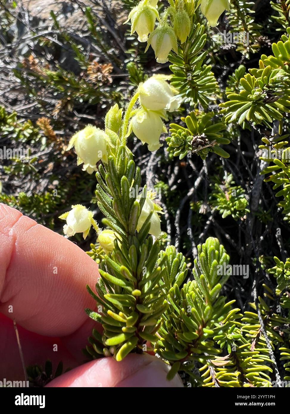 Yellow Mountain-heath (Phyllodoce glanduliflora Stock Photo - Alamy