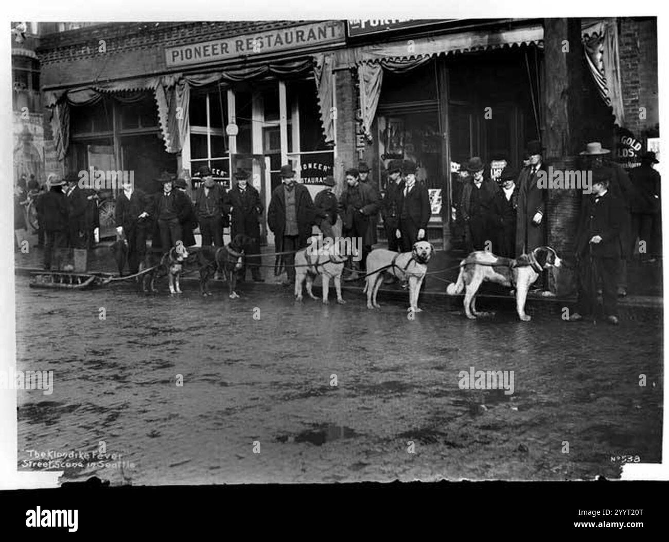 Business christmas dew dogsled