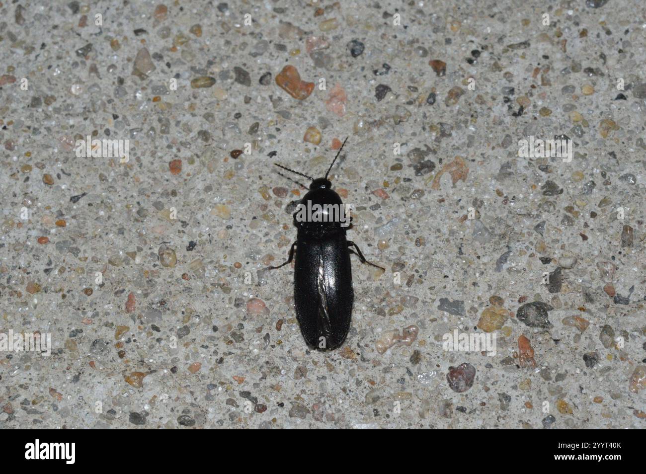 Click Beetles (Elateridae Stock Photo - Alamy