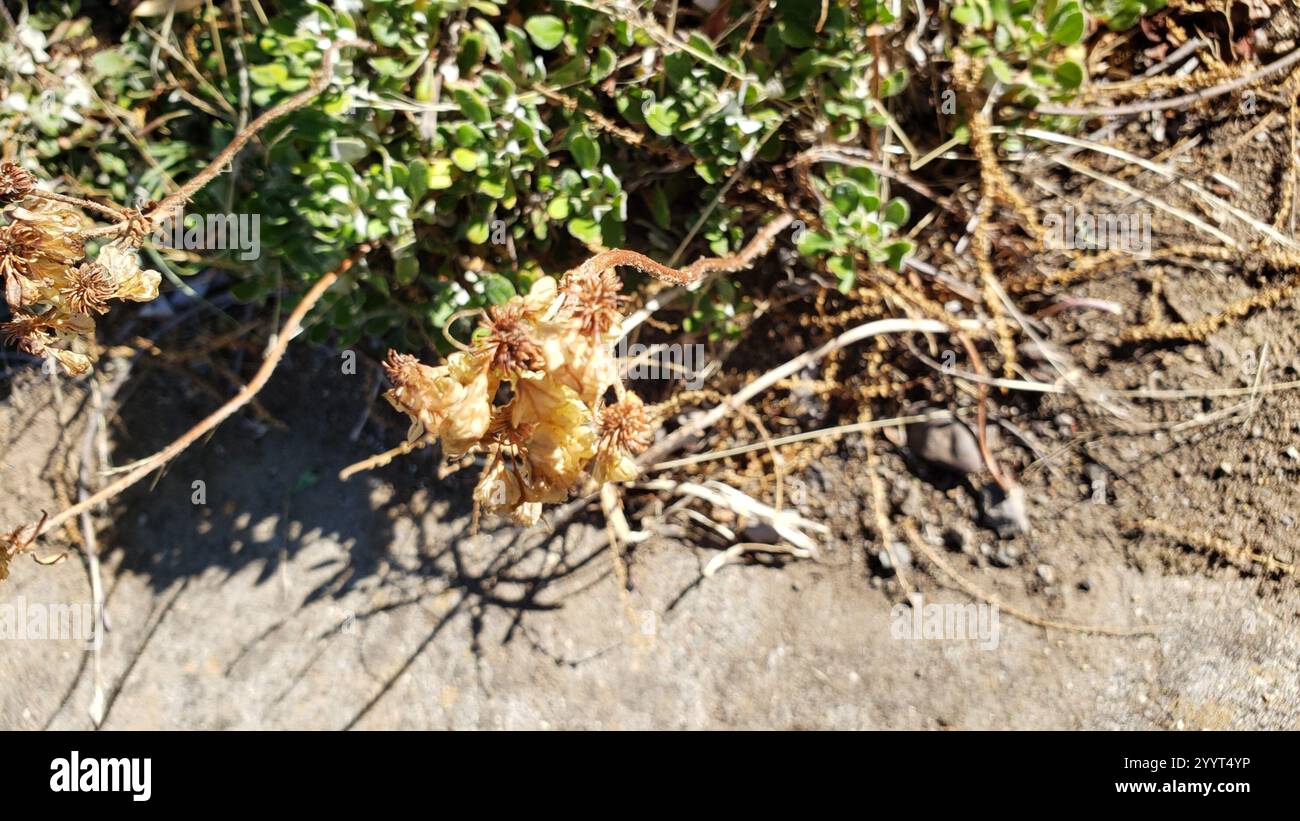 sulfur buckwheat (Eriogonum umbellatum Stock Photo - Alamy