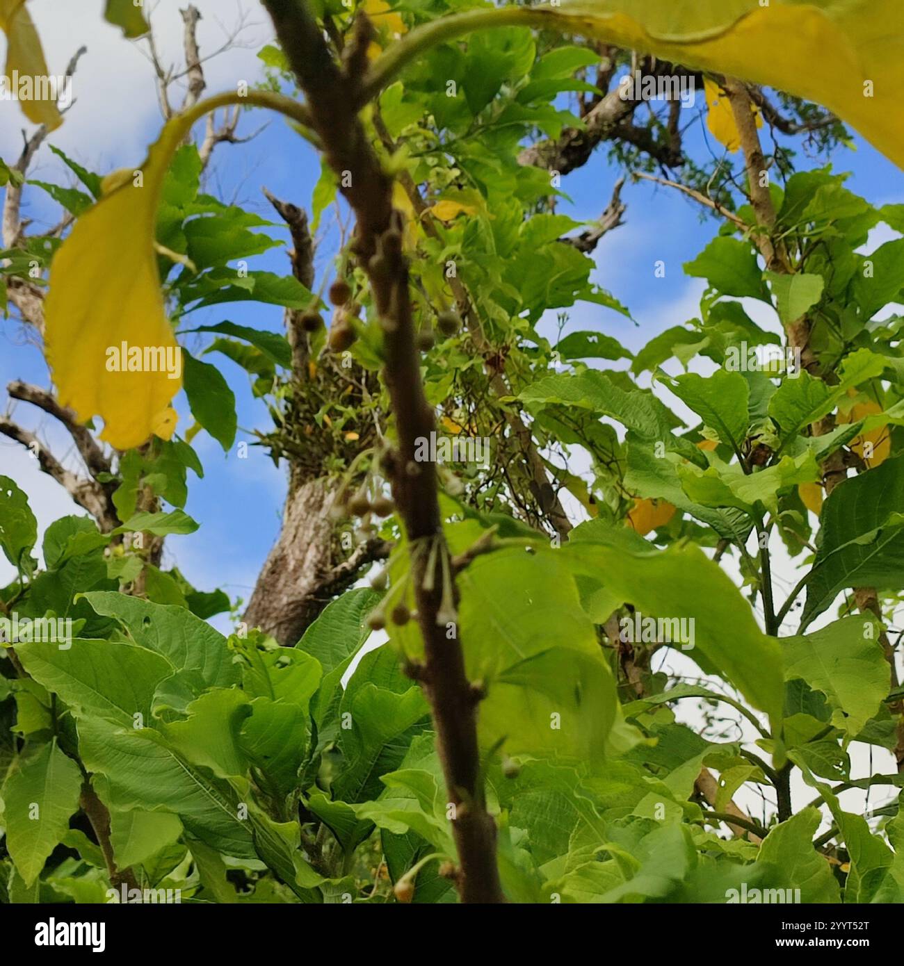 flowering plants (Angiospermae Stock Photo - Alamy