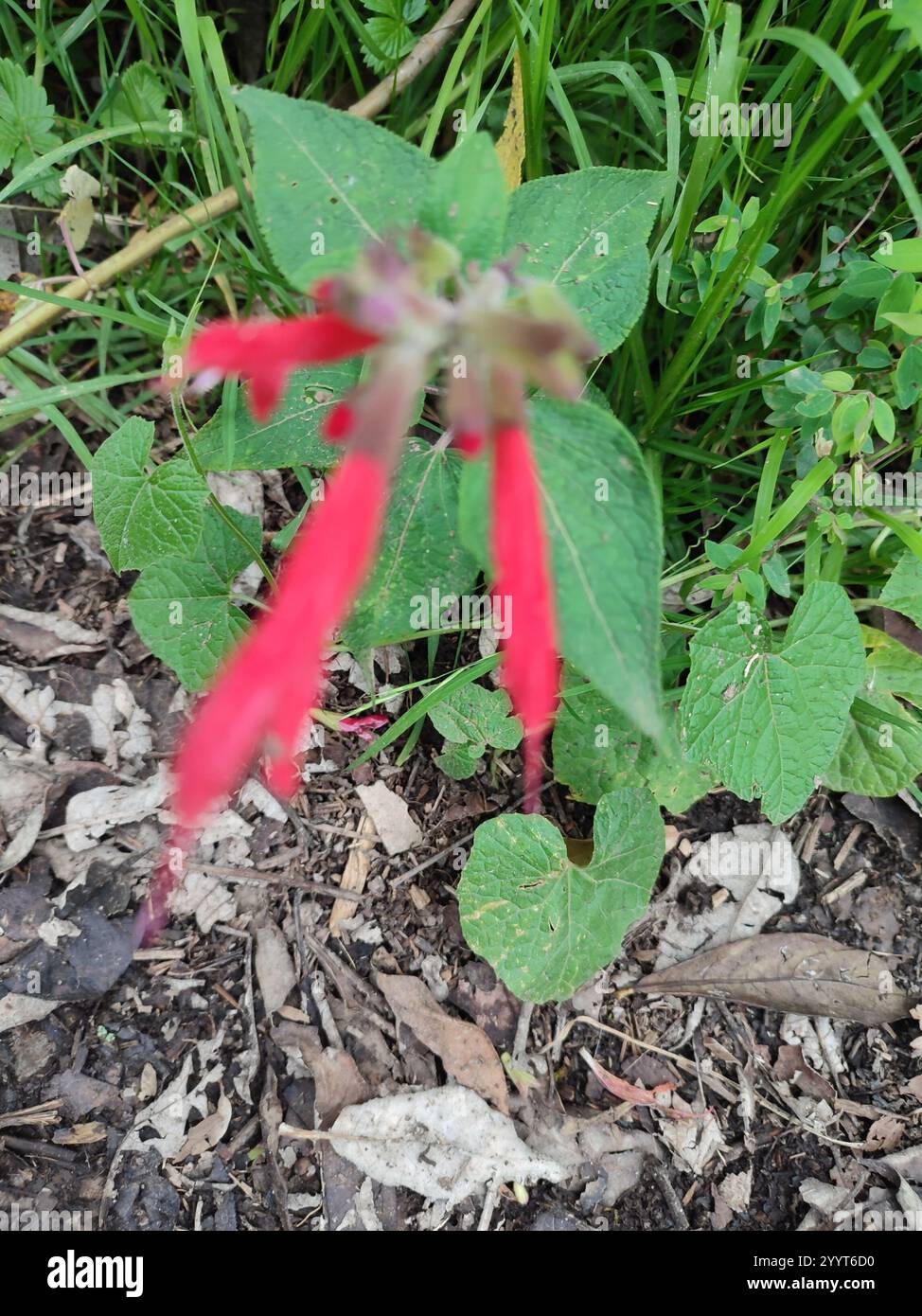 Cardinal Sage (Salvia fulgens Stock Photo - Alamy