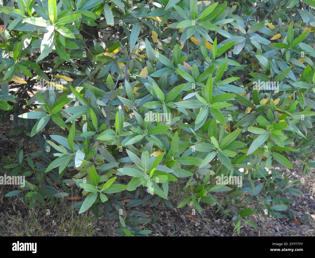 California bay (Umbellularia californica Stock Photo - Alamy
