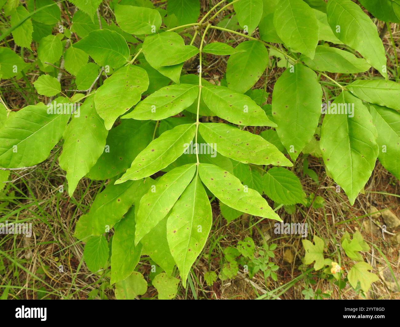 green ash (Fraxinus pennsylvanica Stock Photo - Alamy