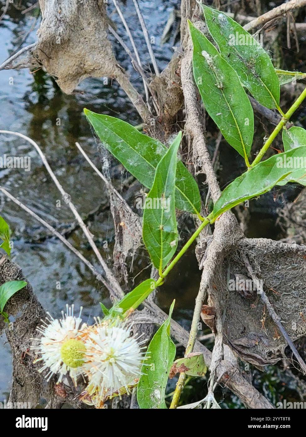 buttonbush (Cephalanthus occidentalis Stock Photo - Alamy
