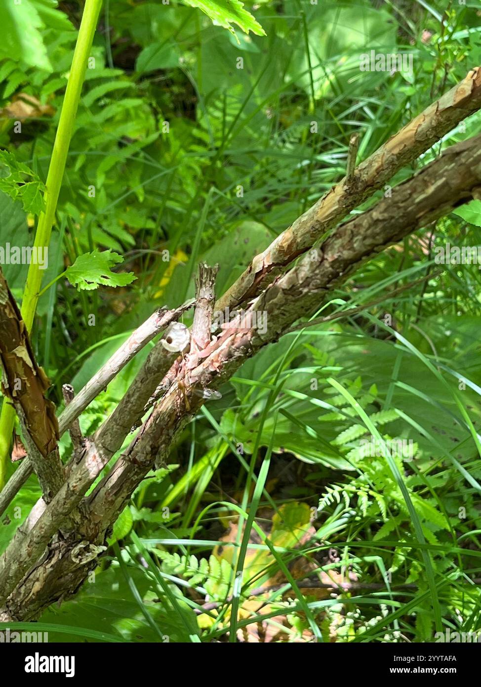 common ninebark (Physocarpus opulifolius Stock Photo - Alamy