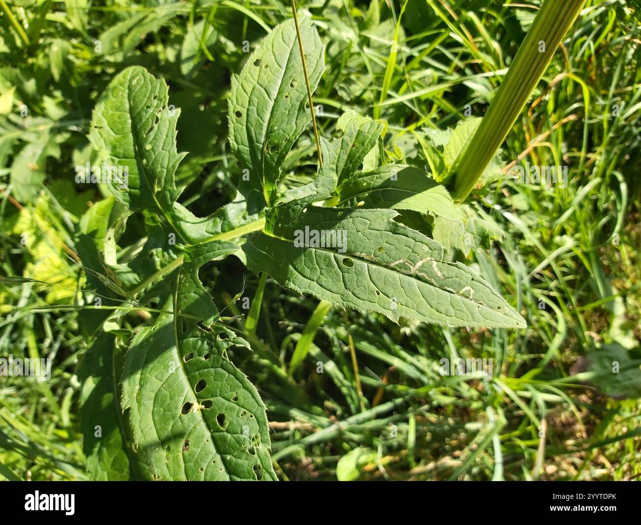 Insects insecta hi-res stock photography and images - Alamy