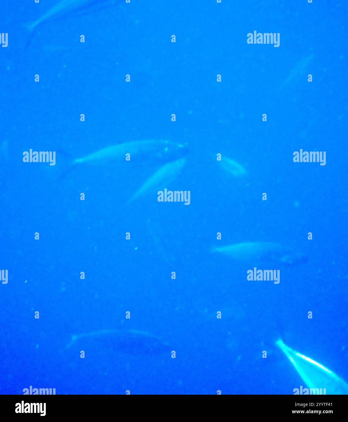 Ray-finned Fishes (Actinopterygii Stock Photo - Alamy
