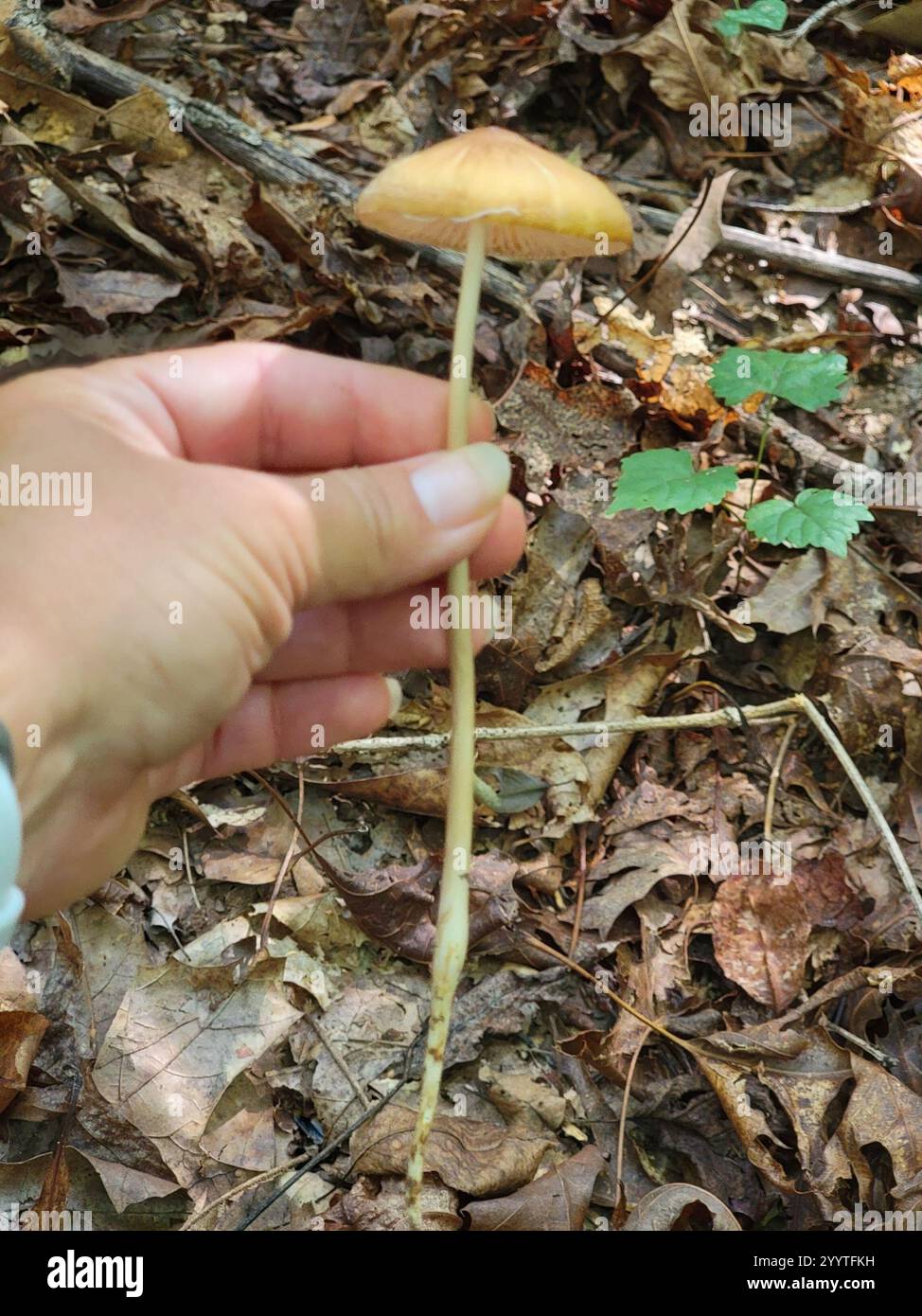 Beech Rooter Beech Rooter (Oudemansiella furfuracea Stock Photo - Alamy
