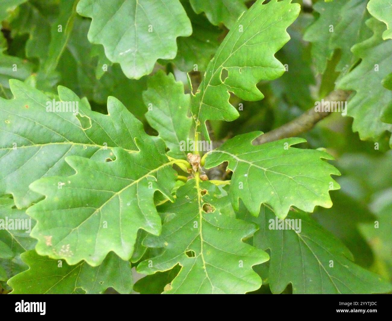 English oak (Quercus robur Stock Photo - Alamy