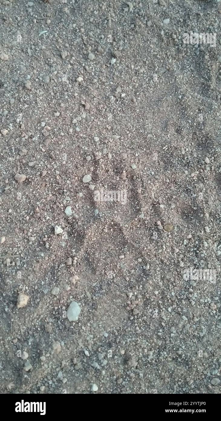 Cape Ratel (Mellivora capensis capensis Stock Photo - Alamy