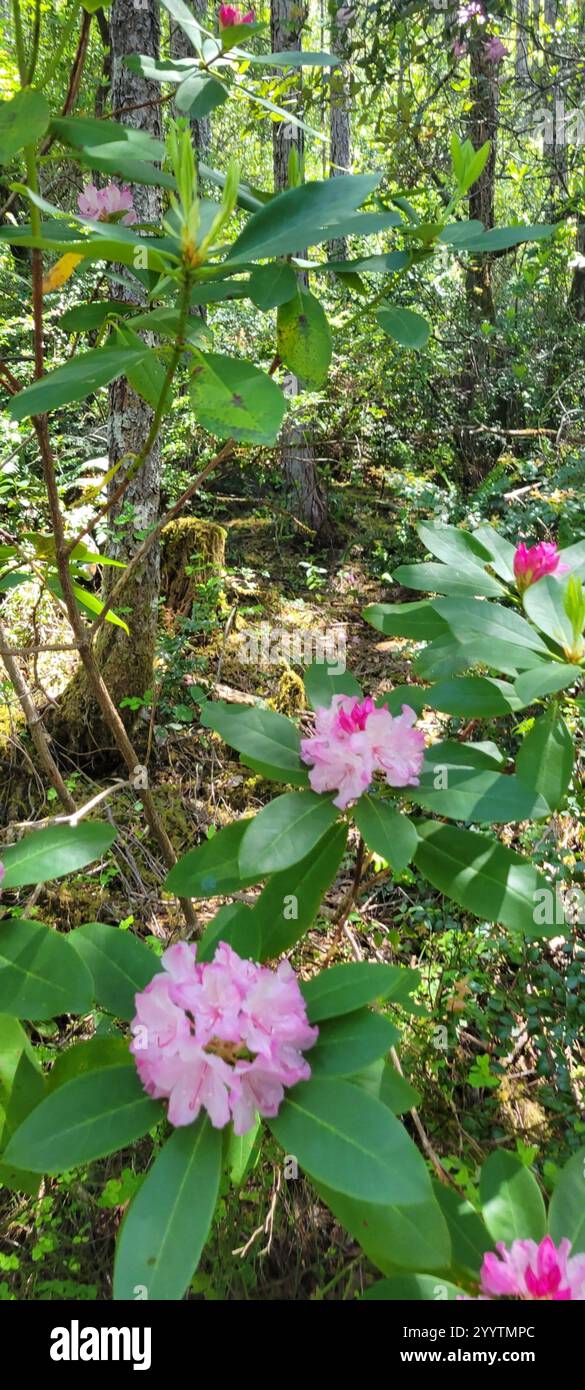 Pacific rhododendron (Rhododendron macrophyllum Stock Photo - Alamy