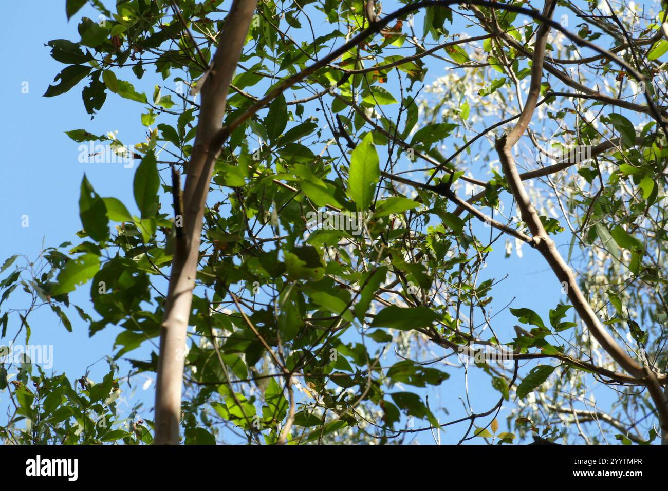 flowering plants (Angiospermae Stock Photo - Alamy