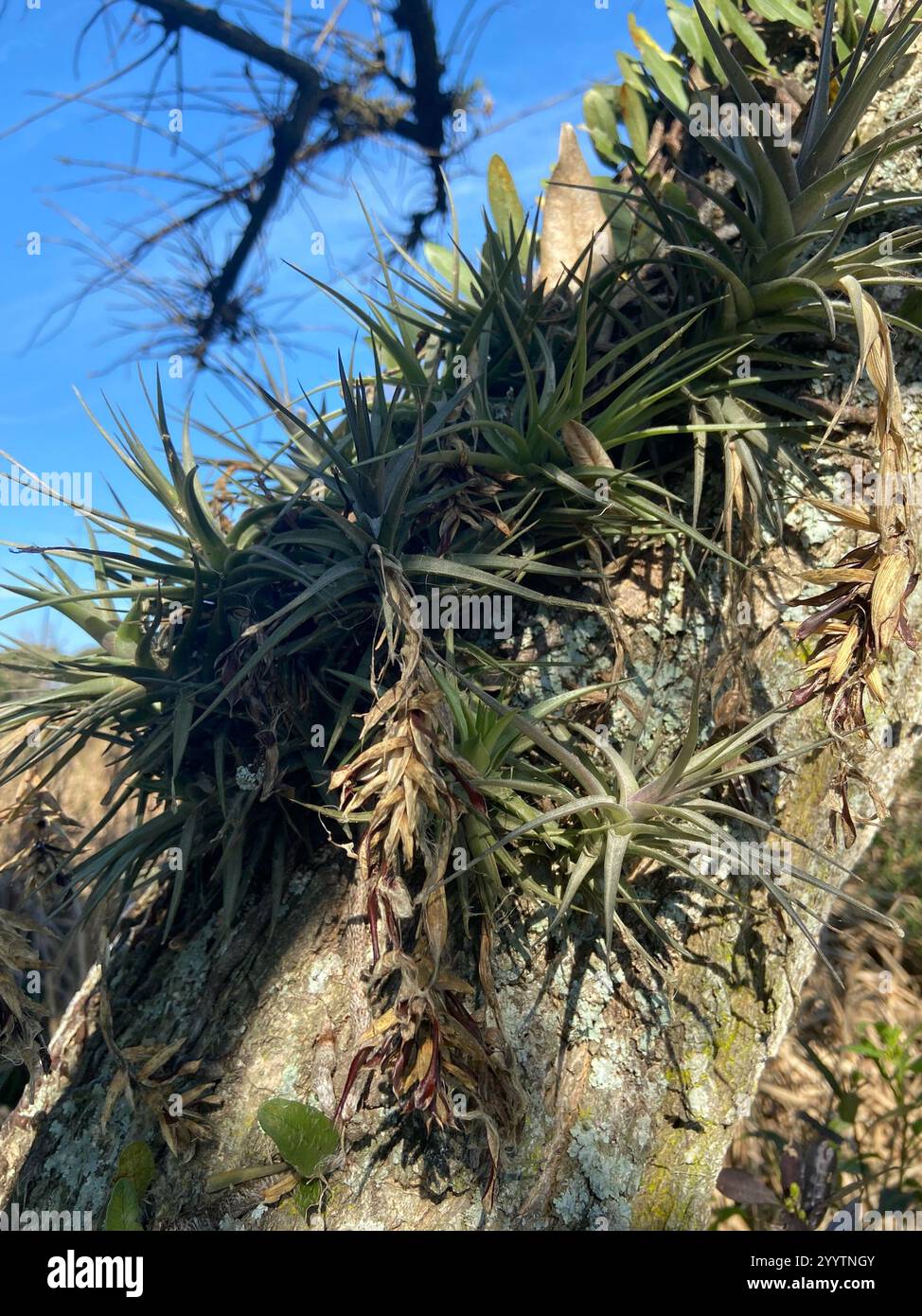 Tillandsia tillandsia aeranthos hi-res stock photography and images - Alamy