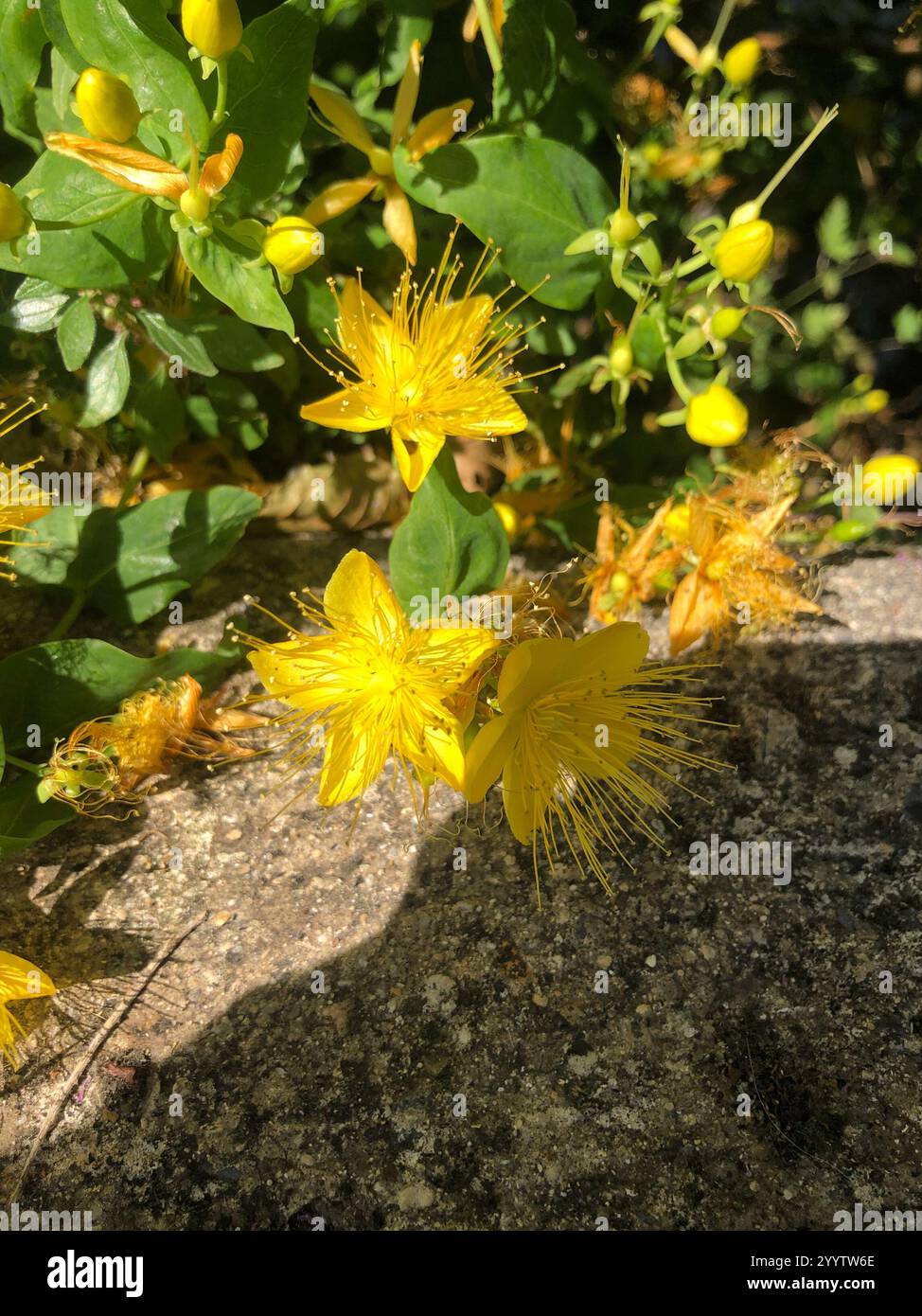 Stinking Tutsan (Hypericum hircinum Stock Photo - Alamy
