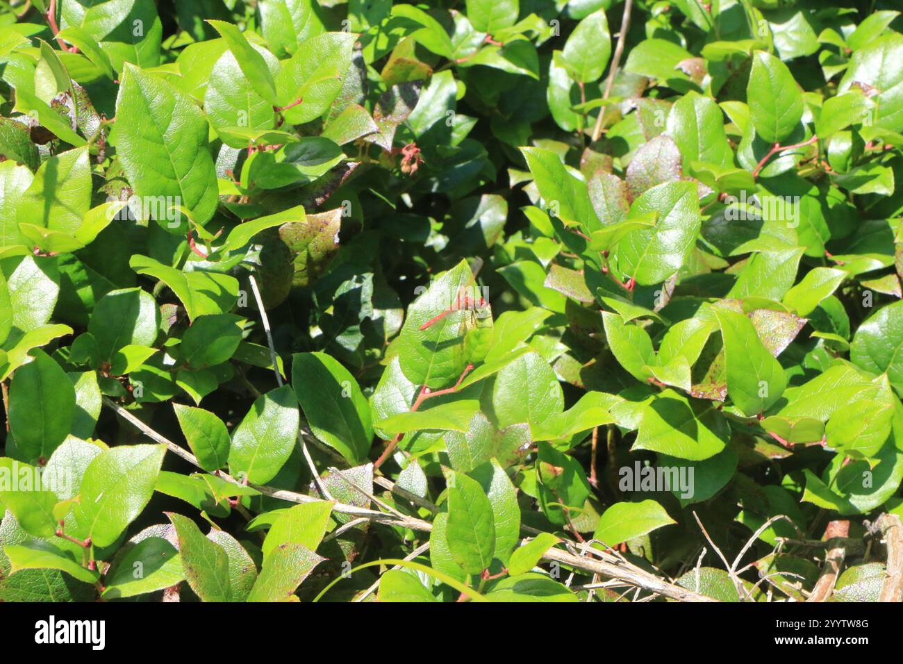 Illotum hi-res stock photography and images - Alamy