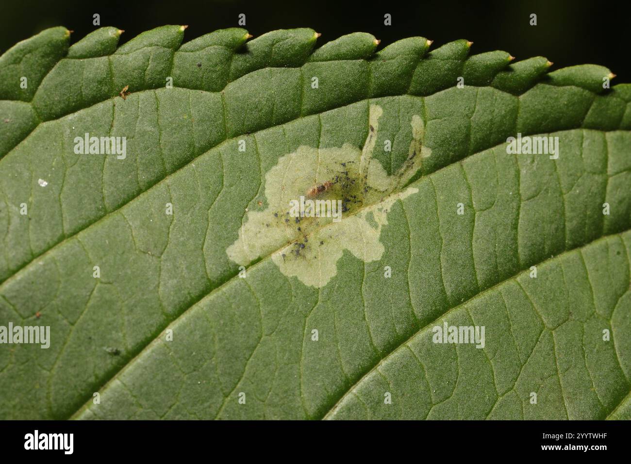 Jewelweed Leaf-miner Fly (Phytoliriomyza melampyga Stock Photo - Alamy